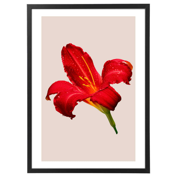 Quadro Natale - Flower Red Lily Poster-Arterby&